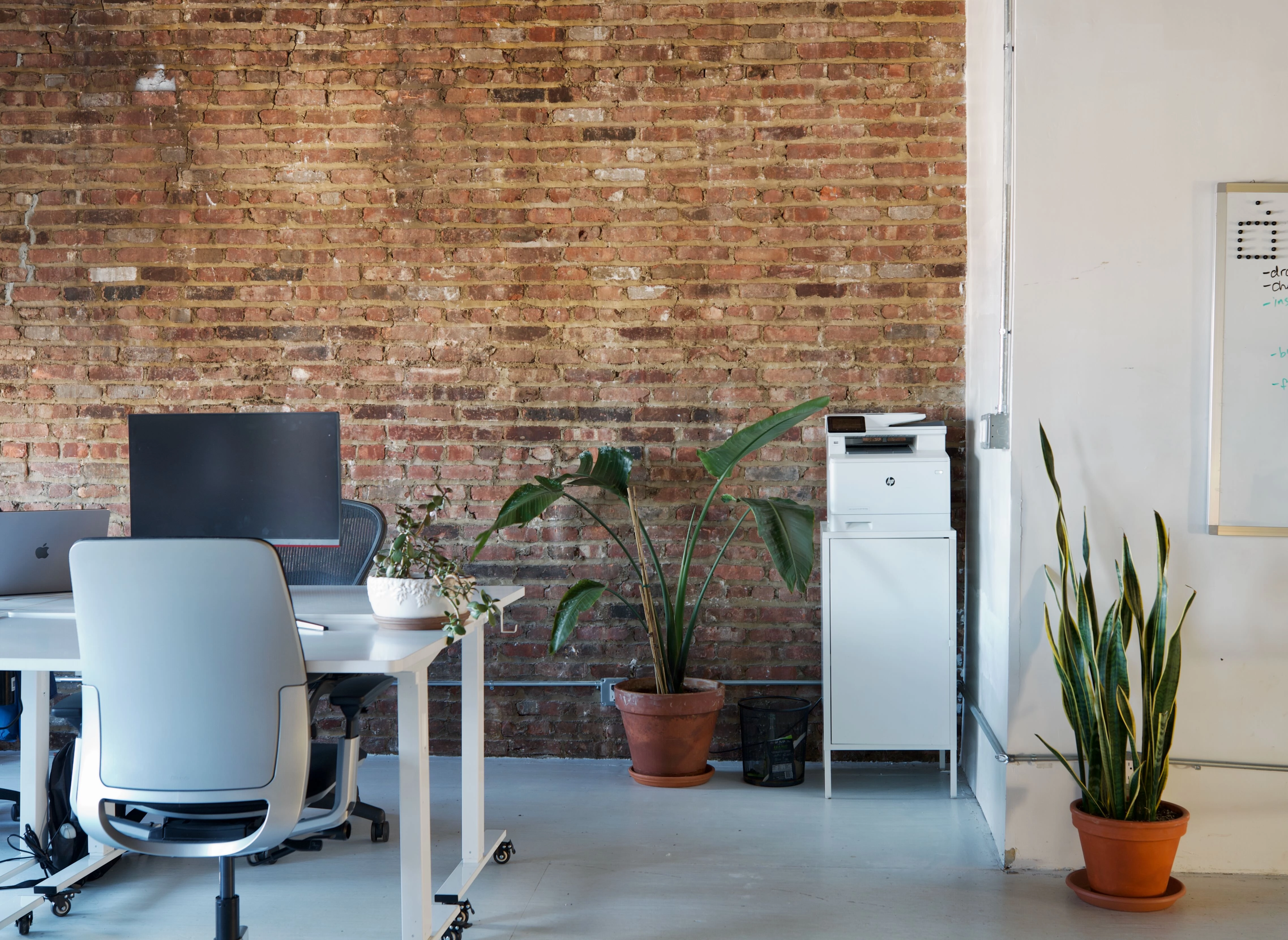 Two monitors, a large fiddle leaf, and light pouring through a few windows.